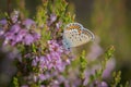 Idas blue or northern blue butterfly on the blooming heather twig Royalty Free Stock Photo