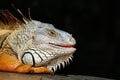 Closeup of an Iguana Royalty Free Stock Photo