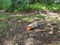 Iguana eating a mango peel Royalty Free Stock Photo