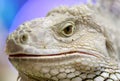 Closeup iguana head Royalty Free Stock Photo