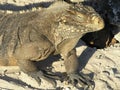 Closeup of iguana head