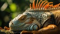 Closeup of an iguana with its eyes closed completely at peace as it soaks in the warmth and energy of the sun