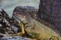 Closeup of iguana lizard basking in the sun South Florida. Royalty Free Stock Photo