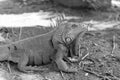 closeup of iguana lizard in nature. photo of iguana lizard reptile. iguana lizard outdoor. Royalty Free Stock Photo