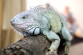 Closeup Iguana on a log on blurry background