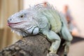 Closeup Iguana on a log on blurry background