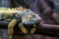 Closeup Iguana lying on a branch. Iguana is lizard reptile in the genus Iguana in the iguana family