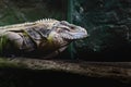 Closeup Iguana lying on a branch. Iguana is lizard reptile in the genus Iguana in the iguana family