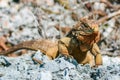 closeup of an iguana on the reefs of the Cuban coast