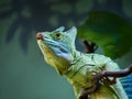 A closeup on a iguana sitting on a wrench in soft-focus