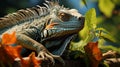 Closeup Iguana in a tree bunch Royalty Free Stock Photo