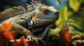 Closeup Iguana in a tree bunch Royalty Free Stock Photo