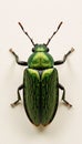 Closeup illustration depicts a green June beetle against a plain backdrop Royalty Free Stock Photo