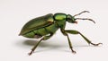 Closeup illustration depicts a green June beetle against a plain backdrop Royalty Free Stock Photo