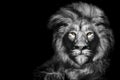 Closeup illustration of a lion laying down with yellow eyes with a dark background in greyscale Royalty Free Stock Photo