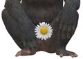 A closeup illustration on the lower torso of a primate monkey holding a daisy flower in its hand Royalty Free Stock Photo