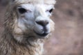 Closeup image of an alpaca