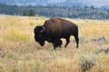 American bison (Bison bison) at the prairie. Yellowstone National Park, Wyoming, USA Royalty Free Stock Photo