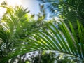 Closeup image of bambbo leaves and palm tree against bright sun and blue sky in rainforest Royalty Free Stock Photo