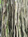 Closeup image of banyan tree roots.Aerial root photo above the ground Royalty Free Stock Photo