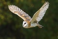 Barn Owl in flight