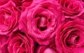 Closeup image of beautiful bright pink roses with water droplets on the petals. Top view. Floral background. Royalty Free Stock Photo