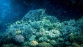 Closeup image of beautiful colorful coral fishes swimming around tropical reef with anemones and sea weeds Royalty Free Stock Photo