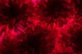 Closeup image of beautiful flowers. Abstraction pattern of artificial flowers in pink. Royalty Free Stock Photo