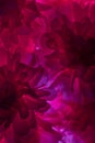 Closeup image of beautiful flowers. Abstraction pattern of artificial flowers in pink. Royalty Free Stock Photo