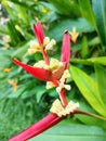 Closeup image of beautiful Heliconia burleana flower