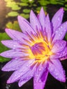 Closeup photo of beautiful lotus flower covered with rain droplets at sunrise Royalty Free Stock Photo