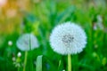 Closeup image of a beautiful magnificent white flower dandelion. Beauty and tenderness of nature concept. Mosquito sitting on a Royalty Free Stock Photo