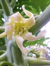 Closeup image beautiful papaya flower