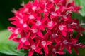 Red Pentas closeup Royalty Free Stock Photo