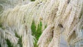 Closeup image of beautiful small white flowers growing on bush branch. Abstract image of blossoming tree Royalty Free Stock Photo