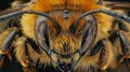 Closeup image of a bees head with its mouthparts visible in intricate detail. The mouthparts consist of a long Royalty Free Stock Photo