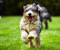 Closeup image of a Bernedoodle dog running with their mouth open and tongue out Royalty Free Stock Photo