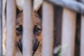 Closeup image of a black and brown Thai dog in a wooden cage