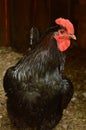 Black Copper Maran Chicken