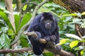 The closeup image of black howler monkey (Alouatta caraya). Royalty Free Stock Photo