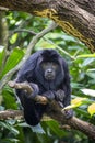 The closeup image of black howler monkey (Alouatta caraya). Royalty Free Stock Photo