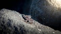 Closeup image of black sea crab sitting on the rock at ocean shore Royalty Free Stock Photo