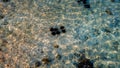 Closeup photo of black urchins living on the sandy sea bottom