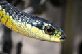 A closeup shot of a Boomslang snake Royalty Free Stock Photo