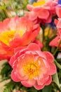 Bouquet of red Peonies flower