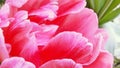 Closeup image of bright pink fluffy tulip flower