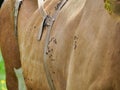 Closeup image of a brown cow covered in a swarm of black flies