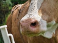 Closeup image of a brown cow covered in a swarm of black flies