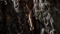 Closeup image of a brown grasshopper hiding in the pine tree bark on a hot sunny summer day Royalty Free Stock Photo