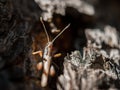 Closeup image of a brown grasshopper hiding in the pine tree bark on a hot sunny summer day Royalty Free Stock Photo